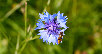 Hover fly cornflower This macro photograph captures a hover fly on a cornflower during the early morning in summer. The main subject is the interaction between insects and plants, with the hover fly positioned on the vibrant blue petals of the cornflower. The image showcases the details of both the flower and the insect, highlighting summer growth and pollination. The background consists of green foliage, indicative of healthy summer plants, and the photograph focuses closely on flowers and insects without any prominent landmarks.
